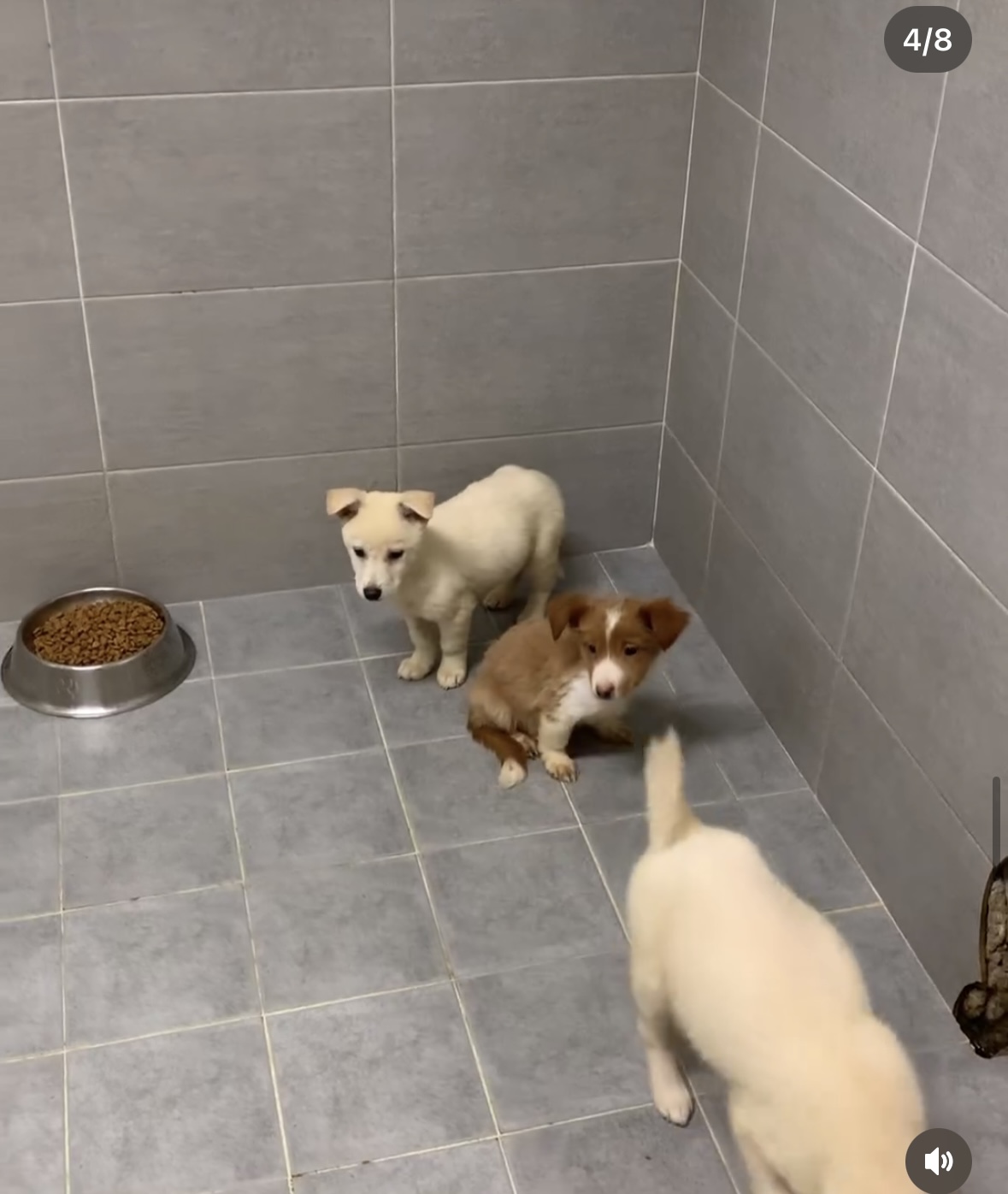 사람을 이렇게나 좋아하는데.. 곧 안락사된대요.... | 인스티즈