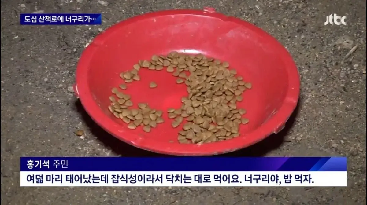 산책로에서 너구리를 만나면 강아지를 바로 안아들어야함 | 인스티즈