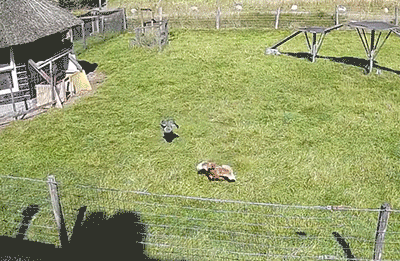 매한테 공격 당하는 친구 도와주러오는 농장 친구들...gif | 인스티즈