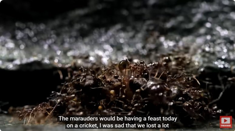 거대한 수조에 열대우림 환경을 조성해놓으면 생기는 일 - 2 | 인스티즈