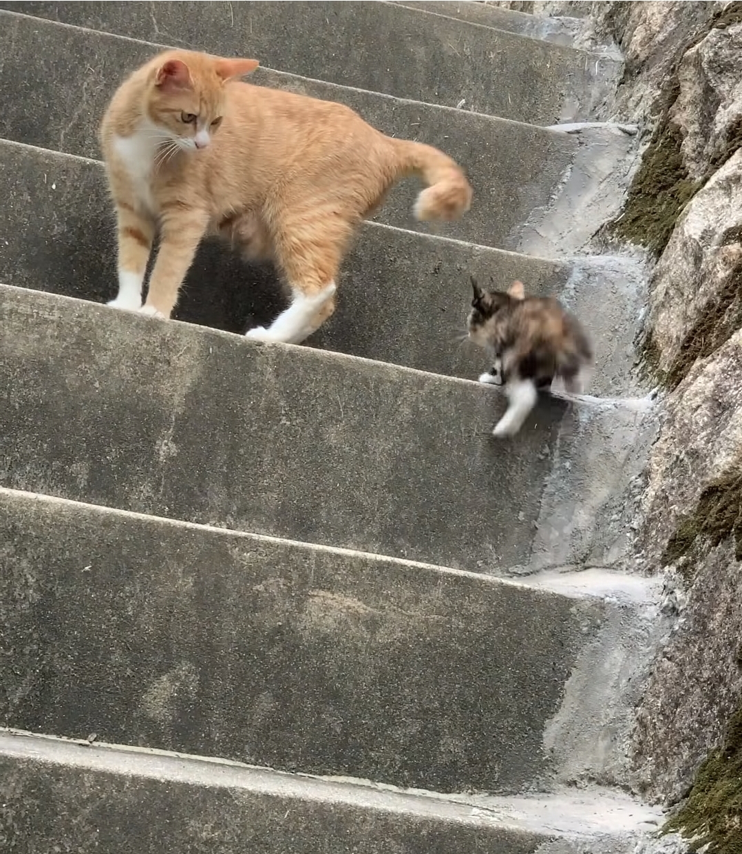 동네사람들 빨리 와서 애기 계단 올라가는 궁둥이 좀 보세요! | 인스티즈