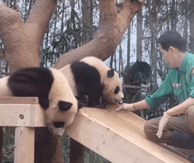 후이바오🐼 킹받게 놀리는 송바오 | 인스티즈