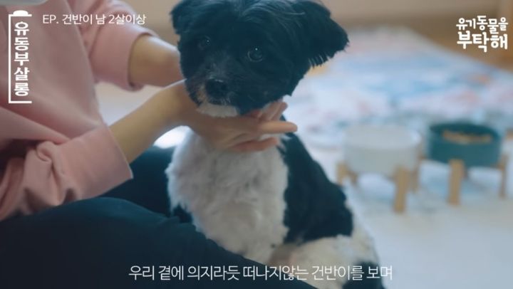 강쥐 건반이의 미용 전/후.jpg | 인스티즈