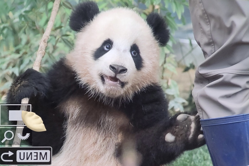 판다월드 반장선거에 나간 루이바오 🐼 | 인스티즈