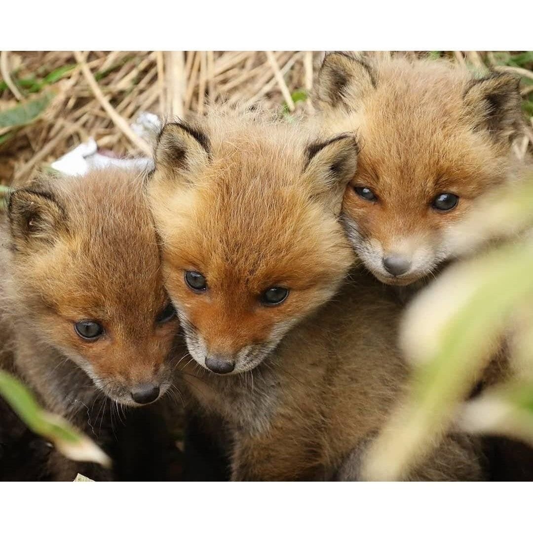 아기 여우들.jpg | 인스티즈