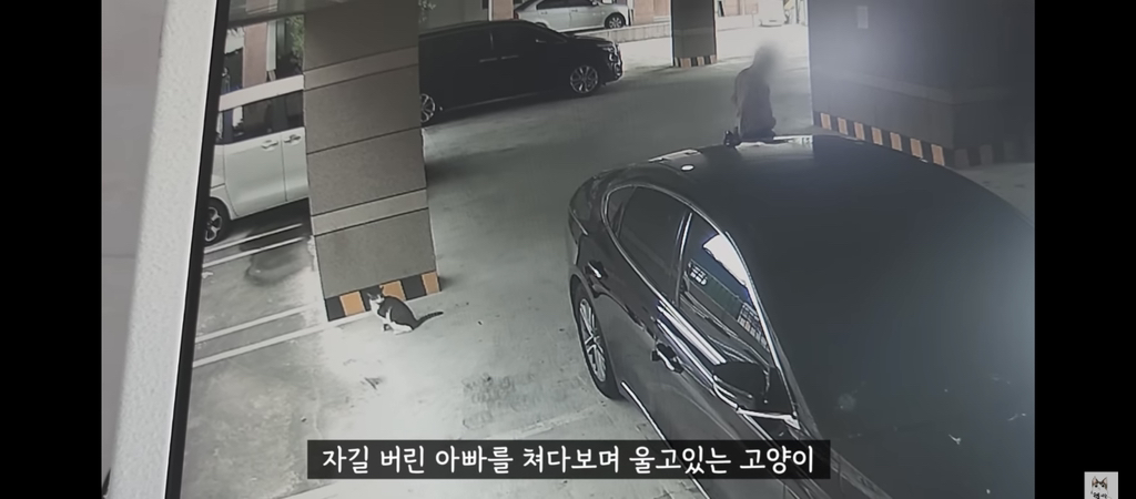 가족들 몰래 고양이를 갖다버린 아빠 | 인스티즈
