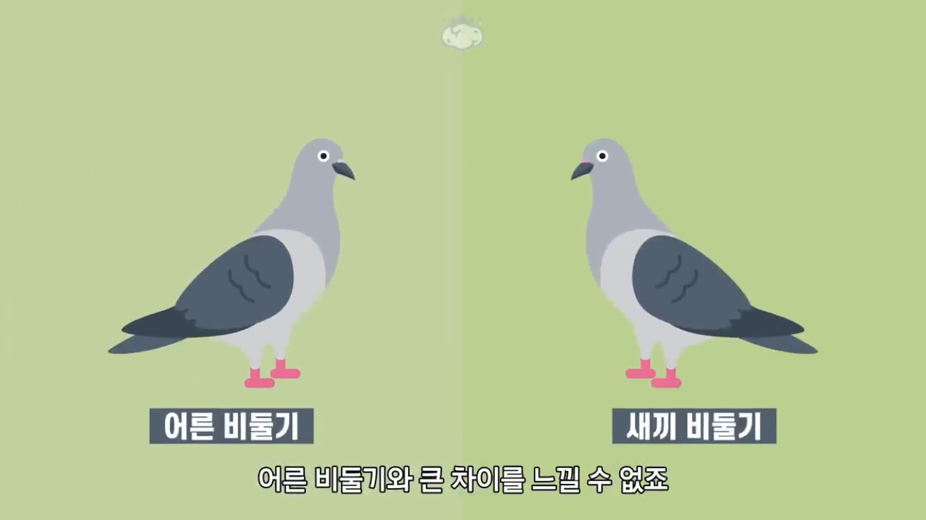 거리에 비둘기가 이렇게 많은데 왜 새끼 비둘기는 안 보일까? | 인스티즈