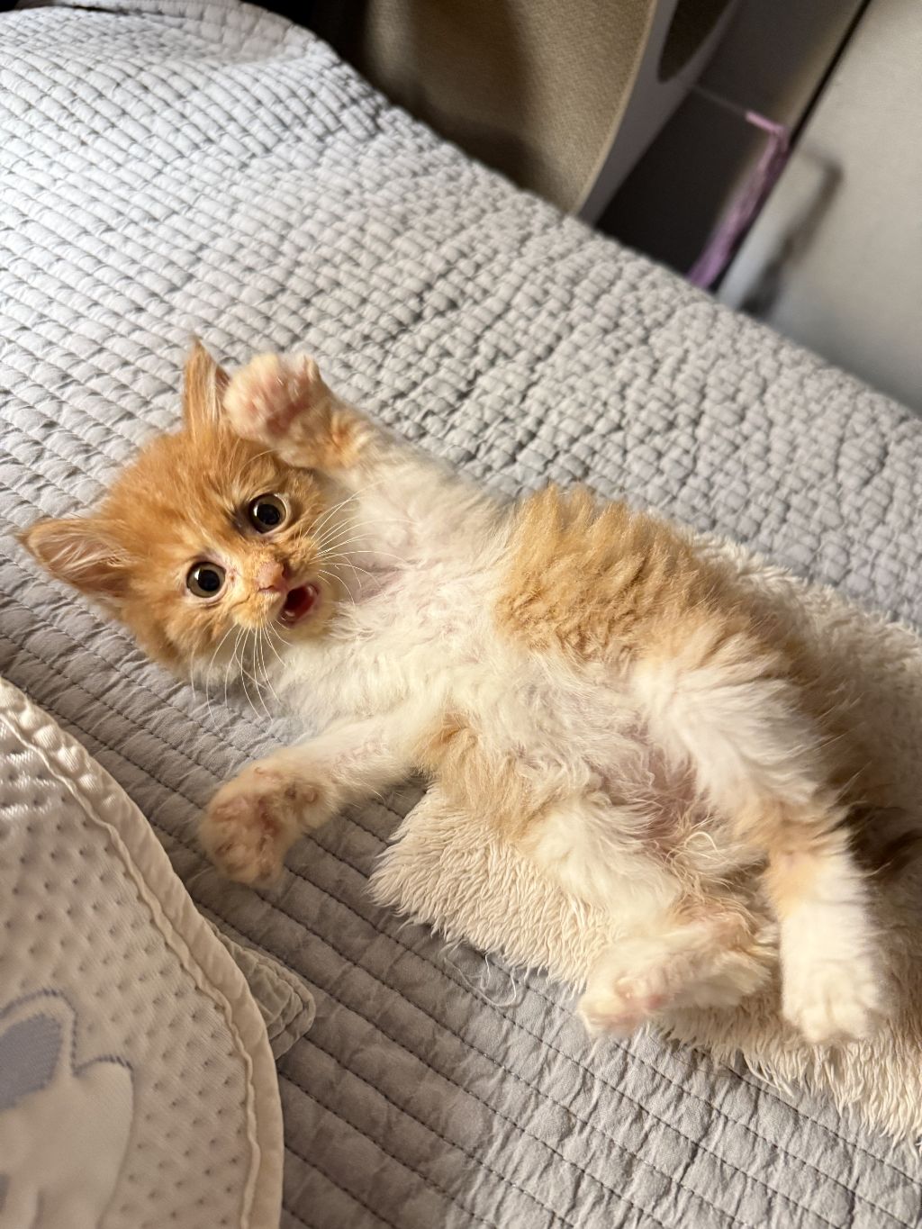 [입양홍보] 눈이 붙고 꼬리가 잘리고 링웜에 기아로 발견됐다 용된 고양이 - 품종느낌 사라졌다고 입양취소됨 | 인스티즈