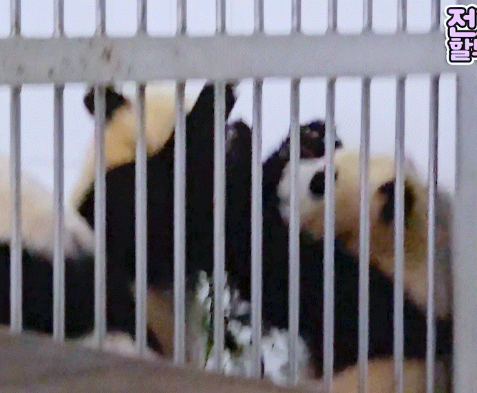 서로 알콩달콩 사이좋은 루이 후이바오 🐼 | 인스티즈