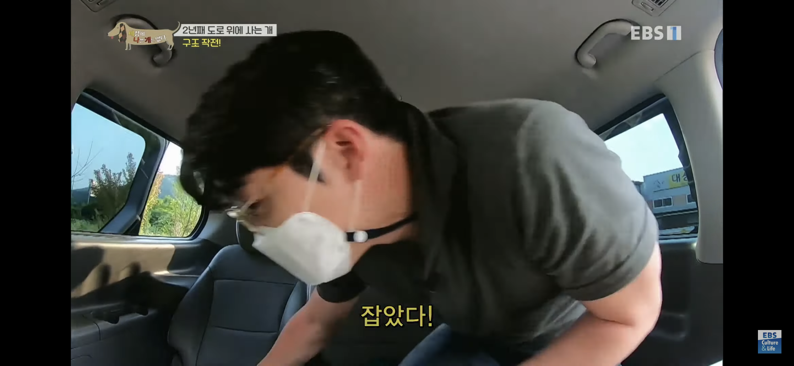 2년동안 도로 위에서 위험하게 생활했던 유기견 마루 | 인스티즈