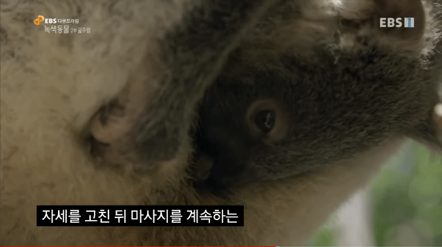 🐨 새끼 코알라랑 뽀뽀하면 안되는 이유 🐨 | 인스티즈