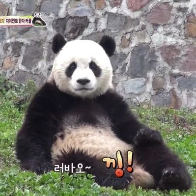 판다월드 반장선거에 나간 루이바오 🐼 | 인스티즈