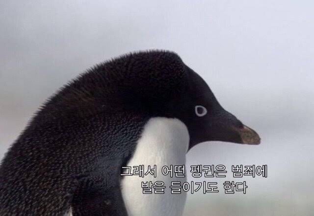 화 이미지