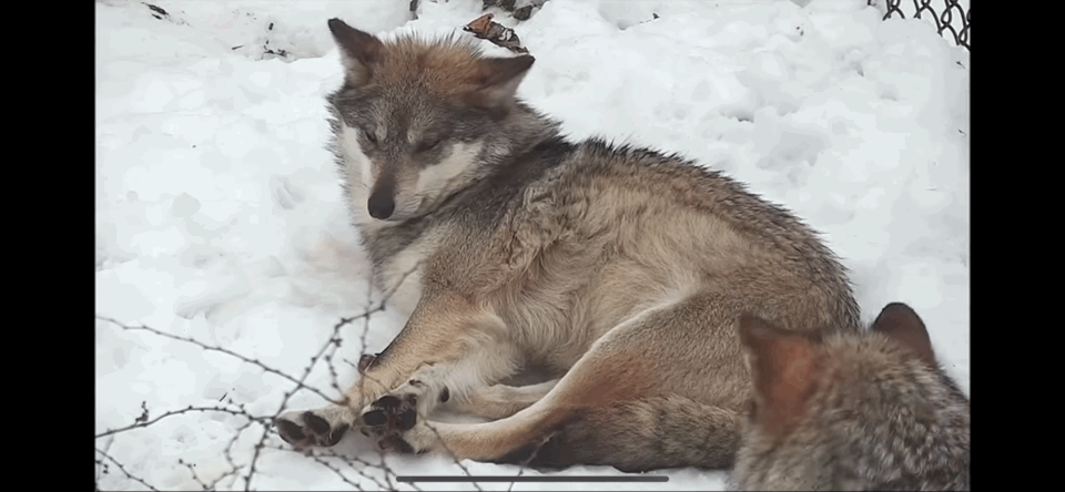 괜히 가만히 있는 동생 괴롭히는 거 늑대도 똑같음 ㅋㅋㅋㅋㅋㅋㅋ | 인스티즈