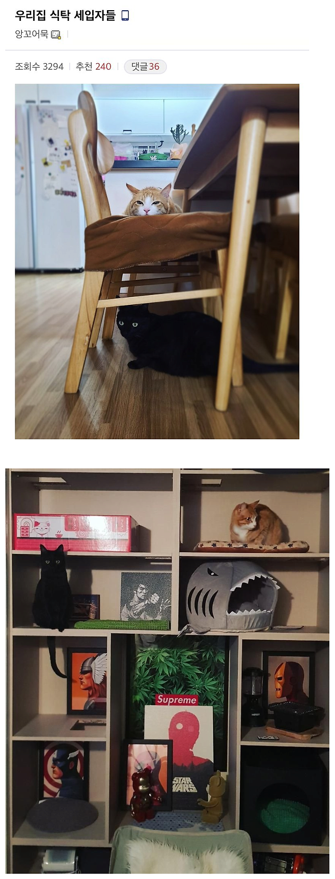 산책하다가 탯줄 붙어있는 고양이를 주운 사람 | 인스티즈