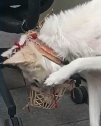 몸에 구멍난채로 끌려다니던 백구, | 인스티즈