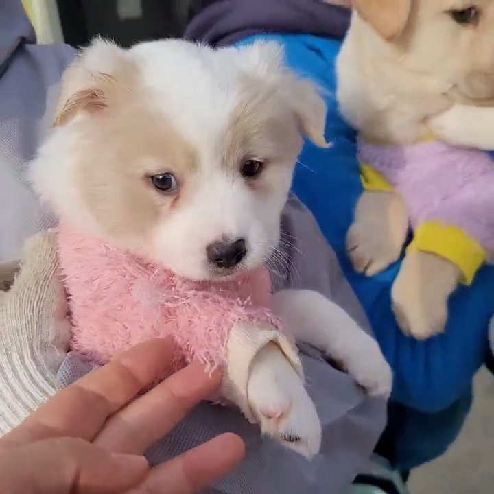 (입양처 구함/10kg 미만) 너무 예뻐서 돌아버리겠는 꼬물이 3자매들 | 인스티즈