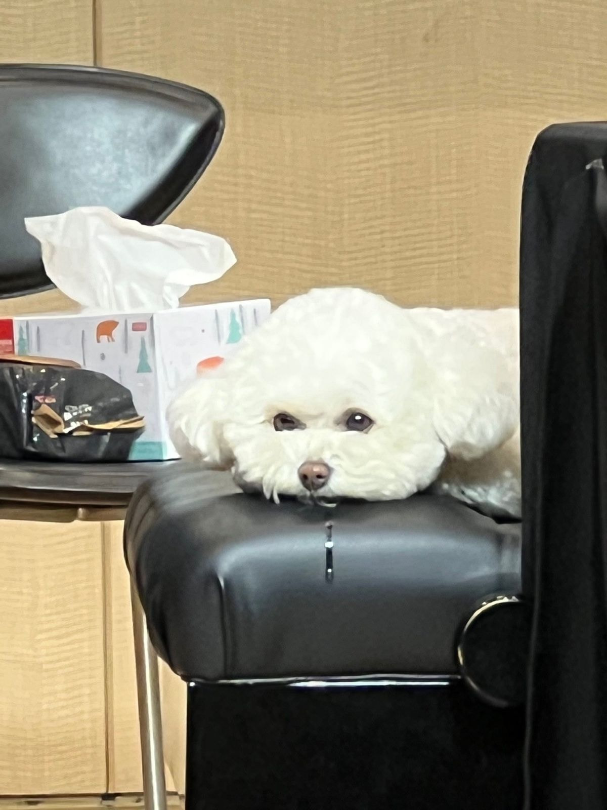 브레이브걸스 팬싸에 등장한 민영의 반려견 | 인스티즈