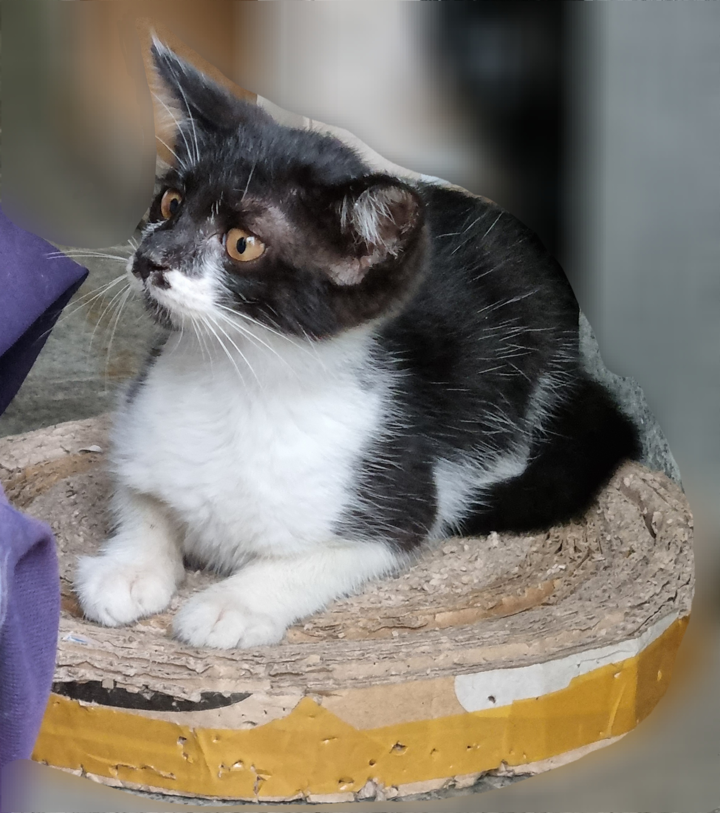 [입양홍보] 🌙✨️낭만을 아는 고양이가 있다?! 낭만고양이 호열이의 평생 가족을 찾습니다🌙✨️ | 인스티즈