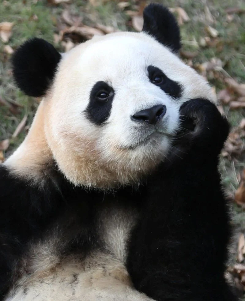 신기하게 국적(?)이 보이는 판다들 | 인스티즈