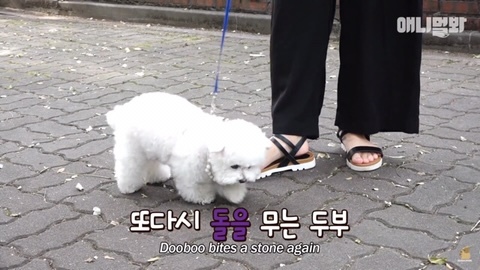 돌멩이를 물고 다니는 강아지 | 인스티즈