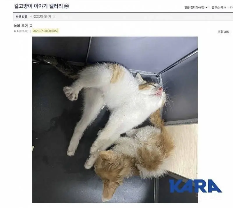 디씨인사이드 야옹이 갤러리 역대만행정리 (잔인함 주의) 사진 | 인스티즈