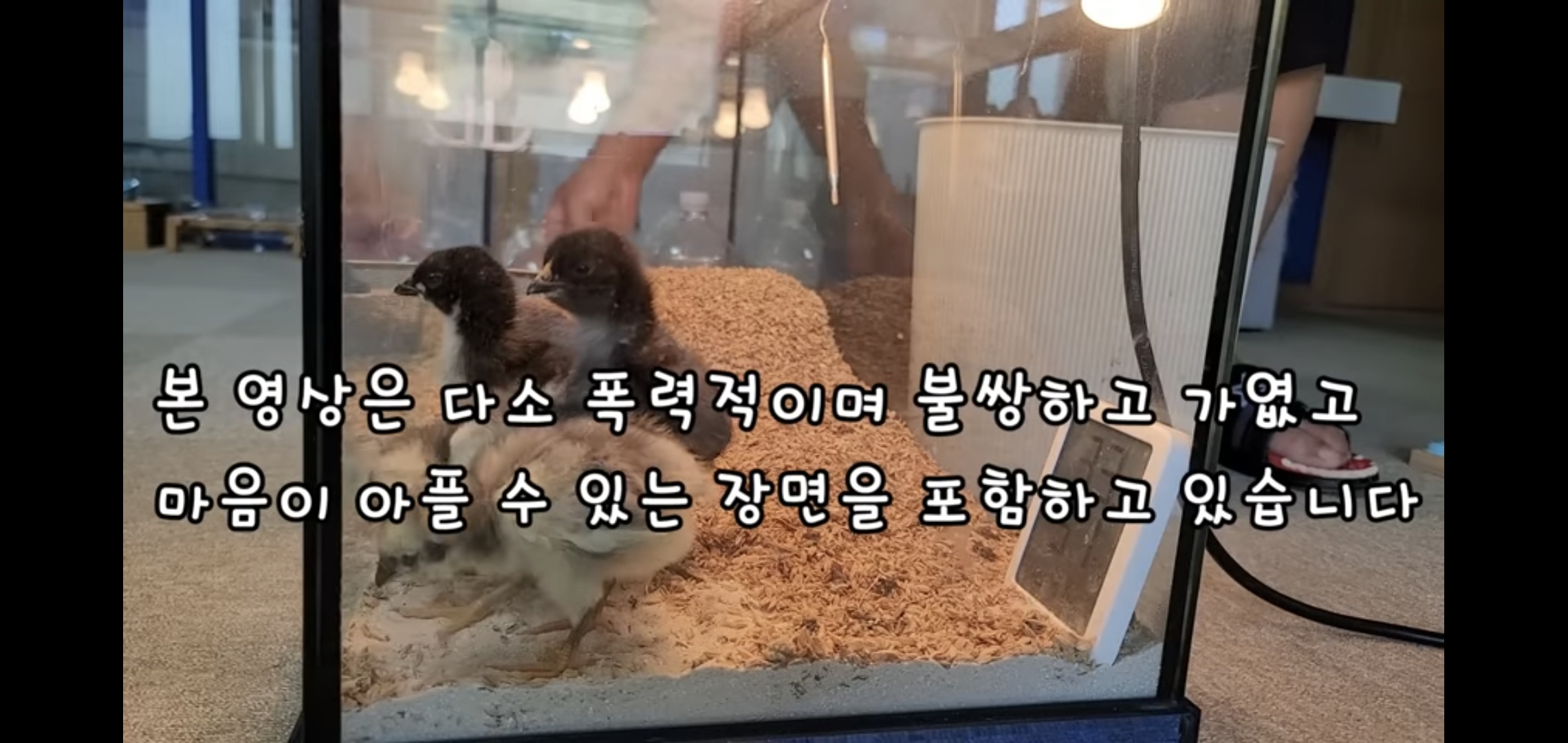 오늘자 폭력적이고 불쌍한 영상 올린 유튜버 매탈남.jpg | 인스티즈