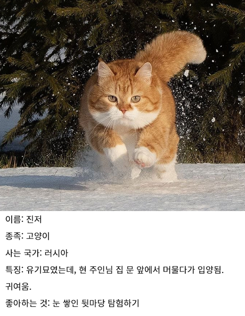 눈을 좋아하는 용맹한 고양이 진저.twt | 인스티즈