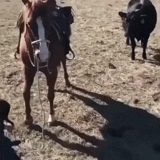 수의사 보호하는 말.gif | 인스티즈