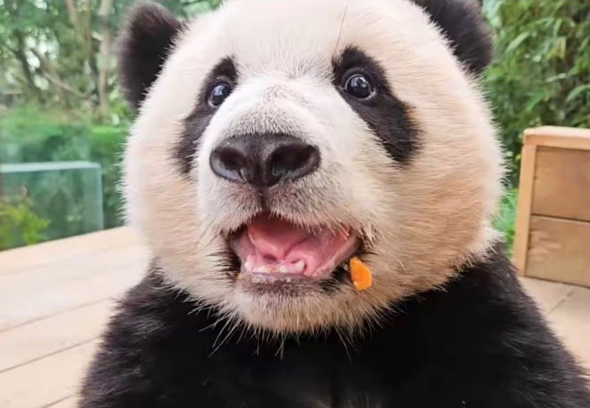 엄마랑 할부지한테 안기면 코부터 가리는 후이바오🐼 | 인스티즈