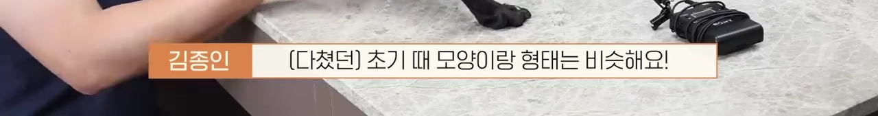 교통사고난 유기견 입양한 설채현 수의사 그리고 윙크 근황😉 | 인스티즈