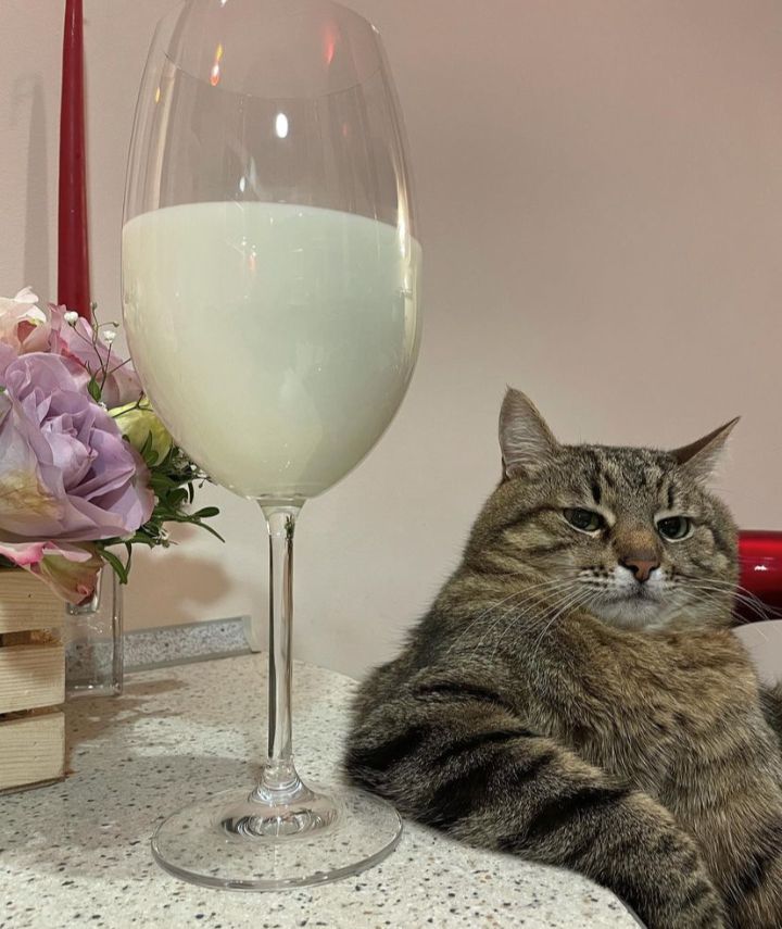 인생 최대 몸무게였을때 어쩌다 그렇게 됐었는지 망해보는 달글 | 인스티즈