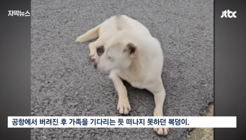 6일 동안 1000마리 버렸다... 연휴가 불러온 악순환 | 인스티즈