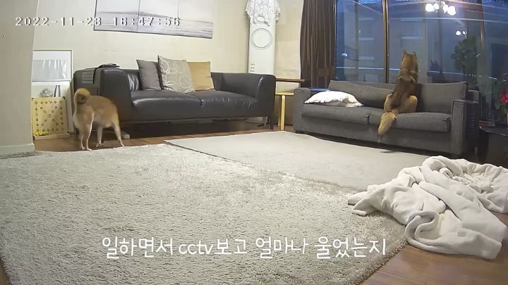집에 강아지들끼리만 남겨졌을때 | 인스티즈