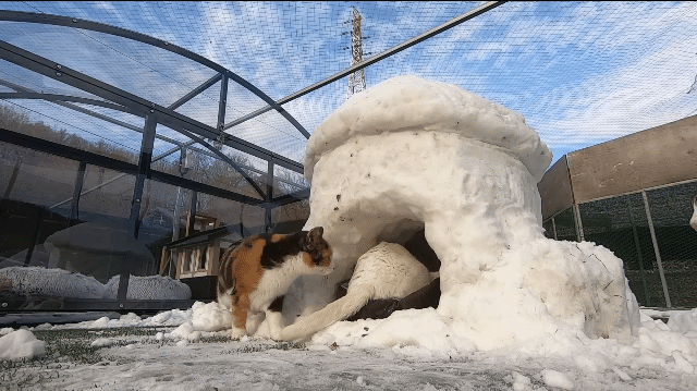 눈으로 집 만들어줬는데 갑자기 싸우는 하하하네 고양이들.gif | 인스티즈