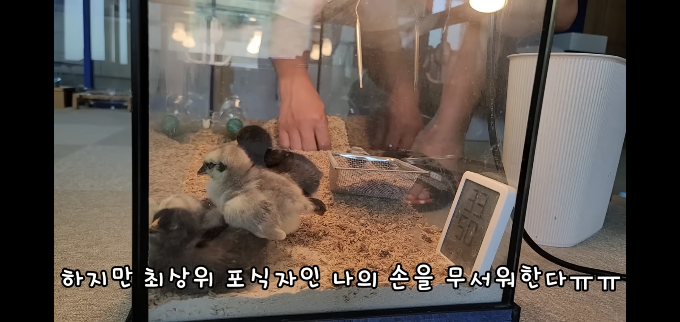 오늘자 폭력적이고 불쌍한 영상 올린 유튜버 매탈남.jpg | 인스티즈