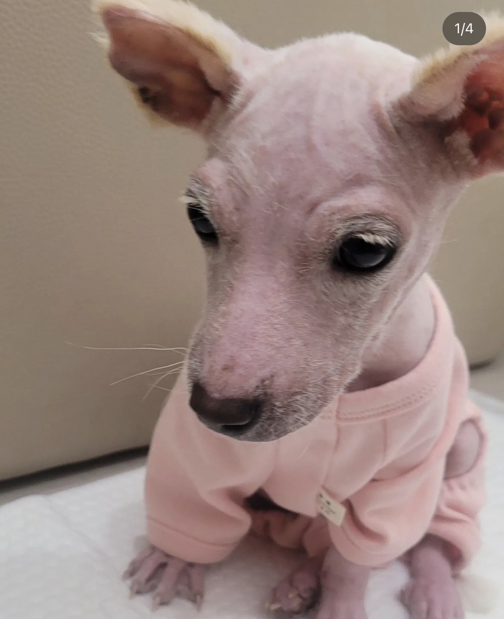 기적에 기적이 이어진 강아지 요미의 이야기 | 인스티즈