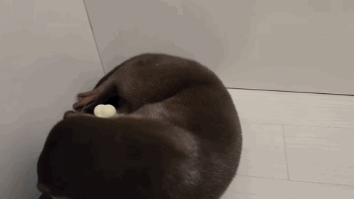 지옥이 다름없는 충격적인 일본 수달 카페.. | 인스티즈