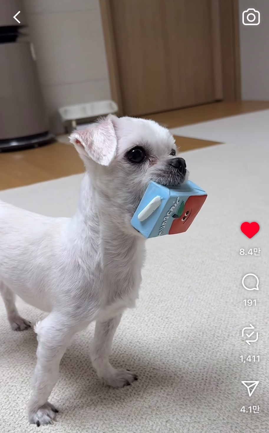 입 짱 큰 강아지 | 인스티즈