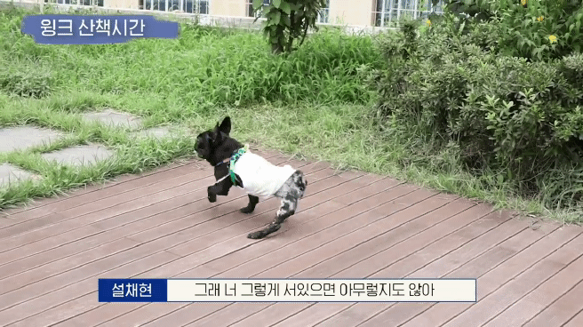 교통사고난 유기견 입양한 설채현 수의사 그리고 윙크 근황😉 | 인스티즈