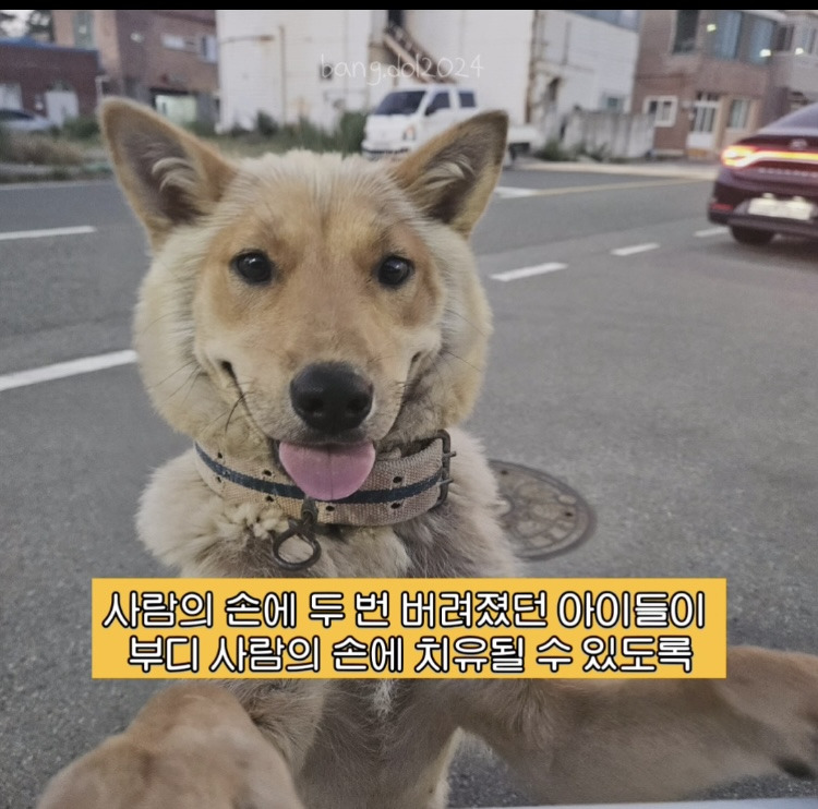 [입양홍보] 개장수에게 팔렸다 되찾아온 방치견 진순이·진돌이, 평생 가족을 찾아요! (부산/울산/전국) | 인스티즈