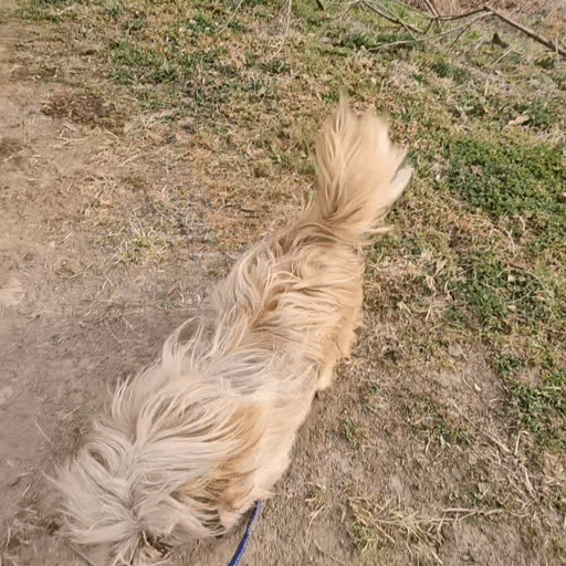 입양홍보) 사람을 넘넘 좋아하는 가나디🐶 | 인스티즈