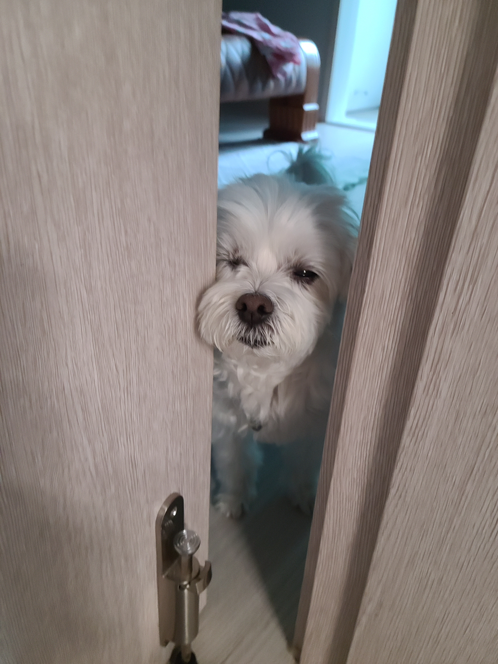 우리집개 찐따 그 잡채 | 인스티즈