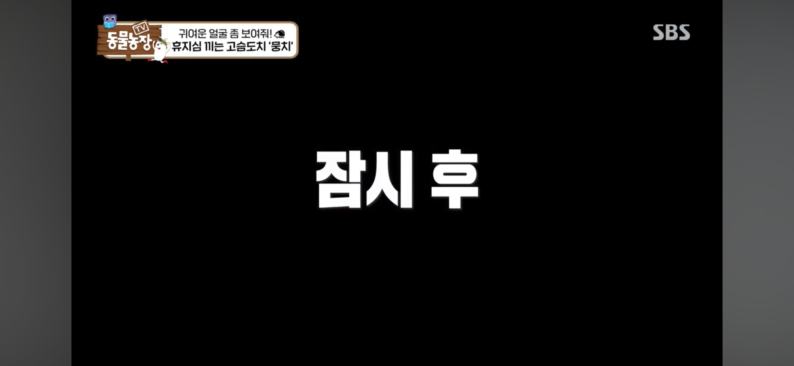 따봉고슴도치 휴지심 좋아도치 | 인스티즈