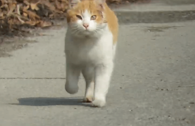 [hahaha] 뚱땅이 걸음걸이가 정말 특이하다는걸 한눈에 알아볼수있는 짤🐾 | 인스티즈