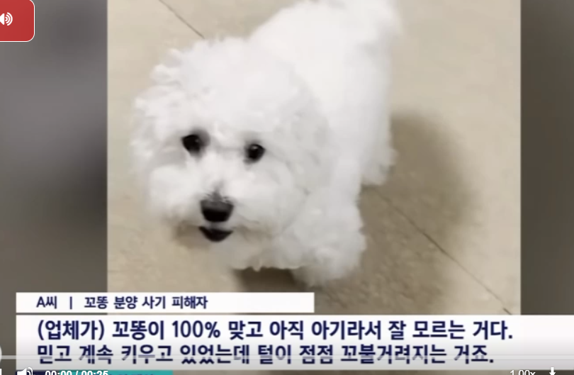 300만원짜리 꼬똥 알고보니 잡종 | 인스티즈