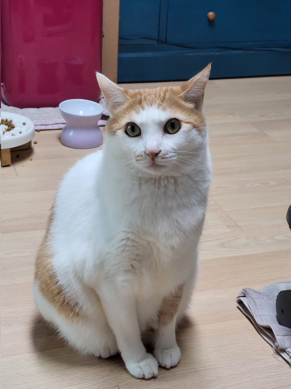 고잘알들이 좋아하는 고양이 사진 | 인스티즈