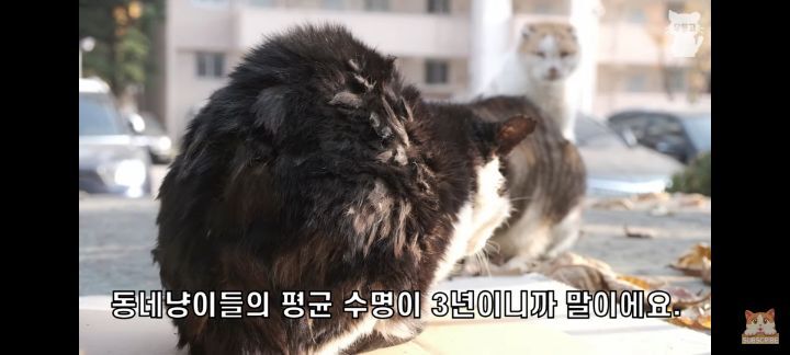 아깽이보다 100배는 만나기 어려운 묘르신들 | 인스티즈