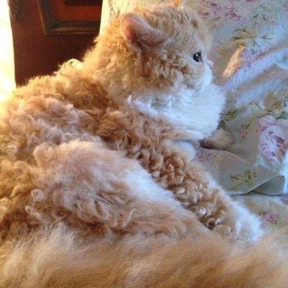 곱슬 고양이 | 인스티즈