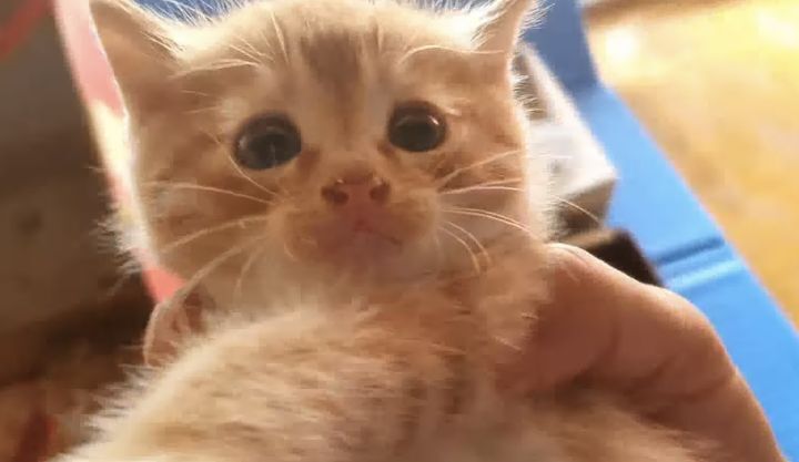 [매탈남] 이렇게 콧구멍 큰 고양이 처음봄 | 인스티즈
